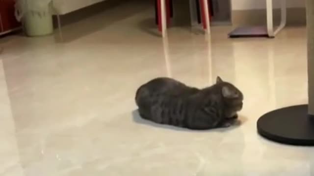 Hip hop kitty 🤣