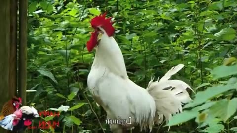 Live chicken cameras from Tennessee| new chickes and Gosling