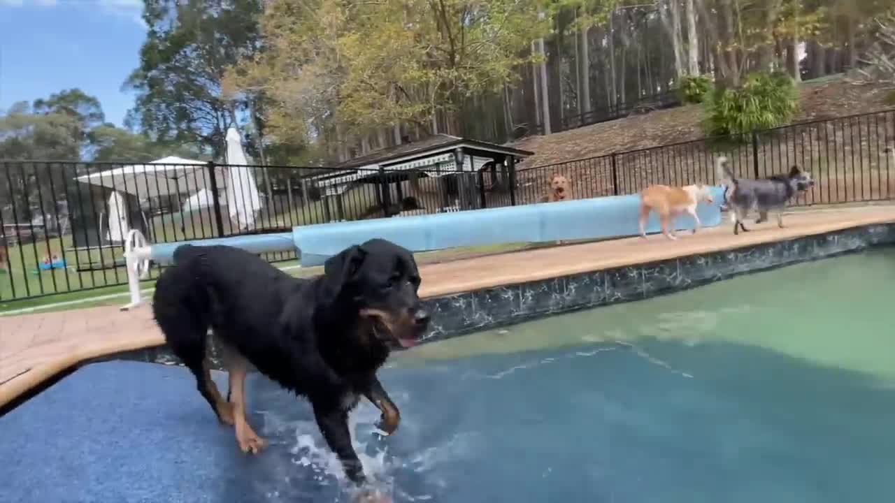 Trying to teach a Rescue ROTTWEILER to swim | AFRAID of Water