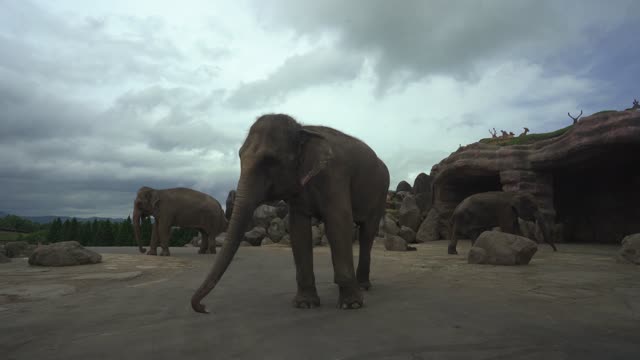 Nature Footage of Group of Elephants