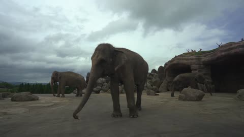 Nature Footage of Group of Elephants