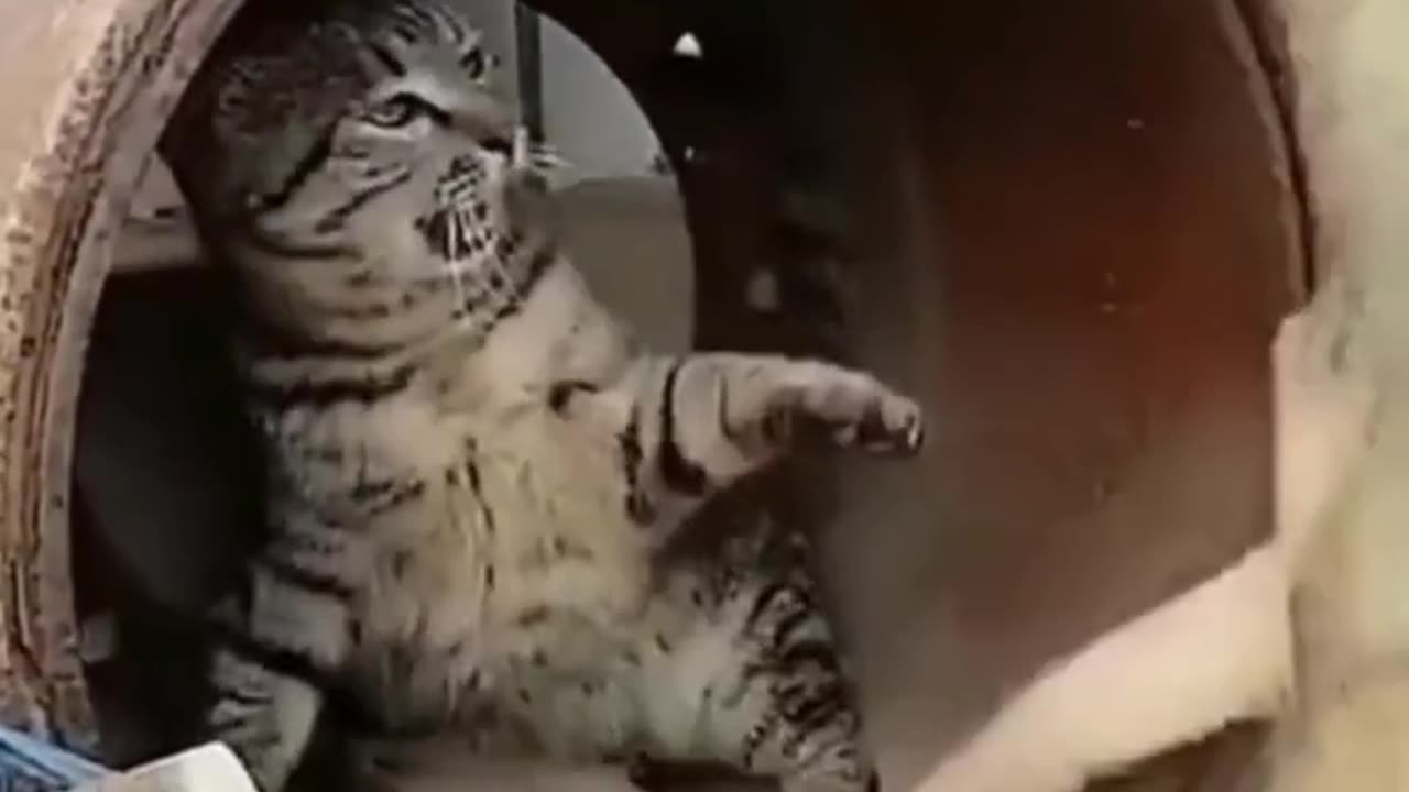 Funny Cats 🤣 videos part 2 #cat #shorts #viral #tending