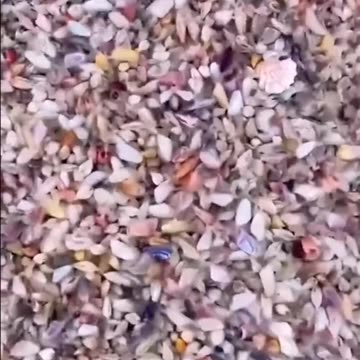 Cooking With Toni. - Eating Sea Shells? Well Yes! And they are delicious! #subtitles