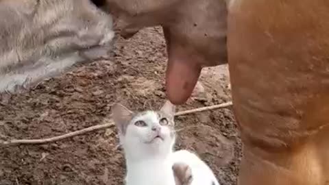 funny cat try to drink milk, funny short video, only cat funny