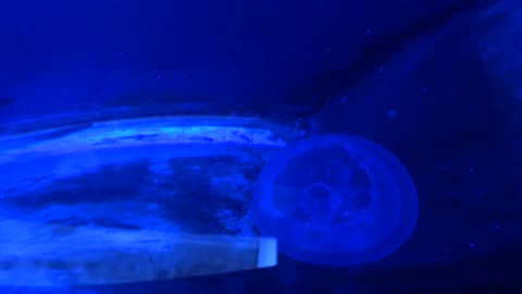 Jellyfish