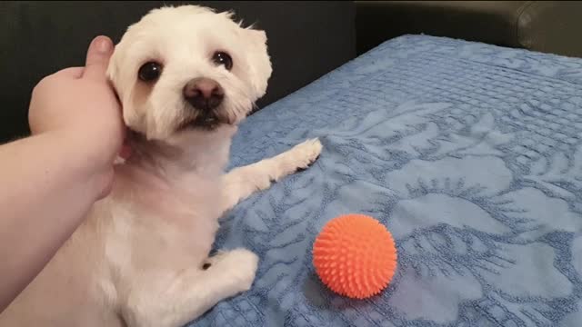 Snoopy ball and boop