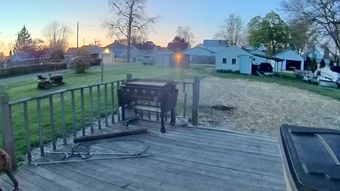 Boxer Puppy Asks to Come Back In