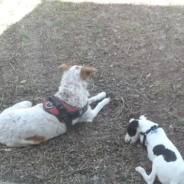 Whippet Puppy and Red Heeler "big brother" in the back yard.