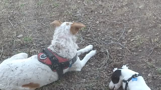 Whippet Puppy and Red Heeler "big brother" in the back yard.