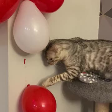 How long will it last!