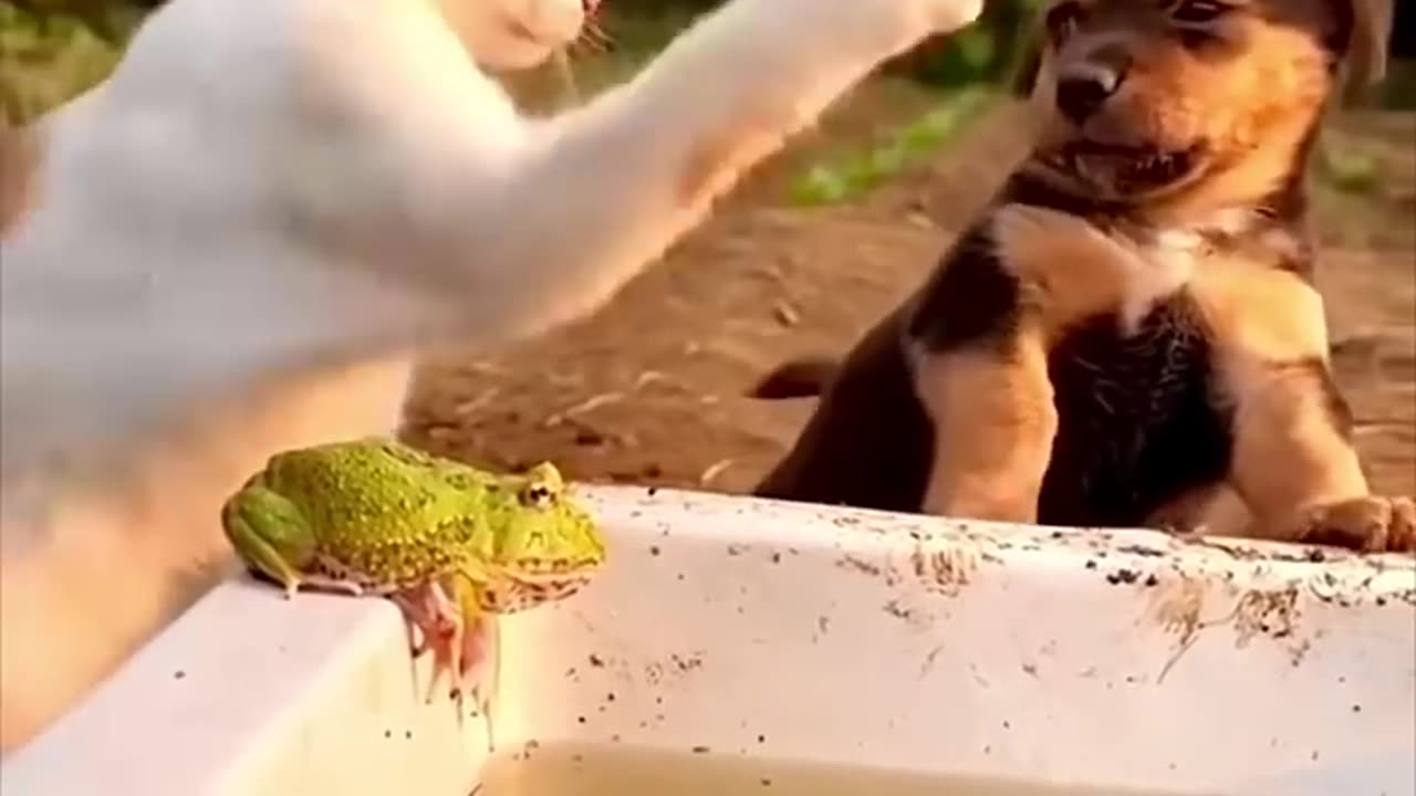 Funny animals moments๐๐๐ถ๐ถ