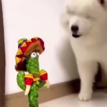 Funny Animals Shorts Video compilation😂😂😂 Try not to Laugh Caught on Camera Cats Dogs Memes