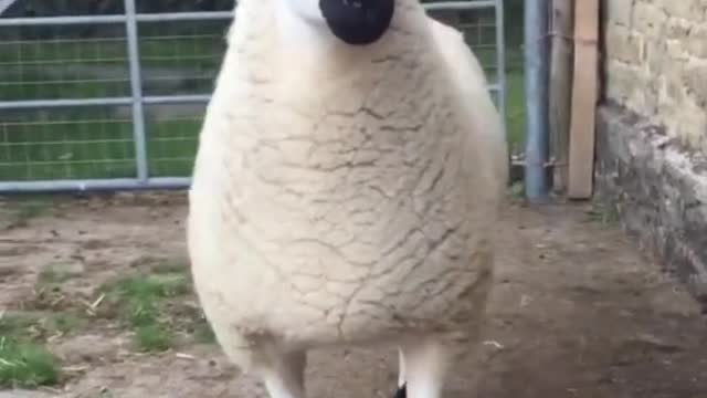 A new breed of sheep you've never seen