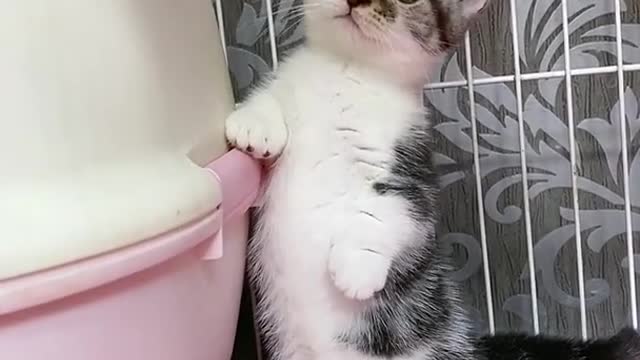 OMG So Cute Cats ♥ Best Funny Cat ❤️🐈Videos 2021 #shorts