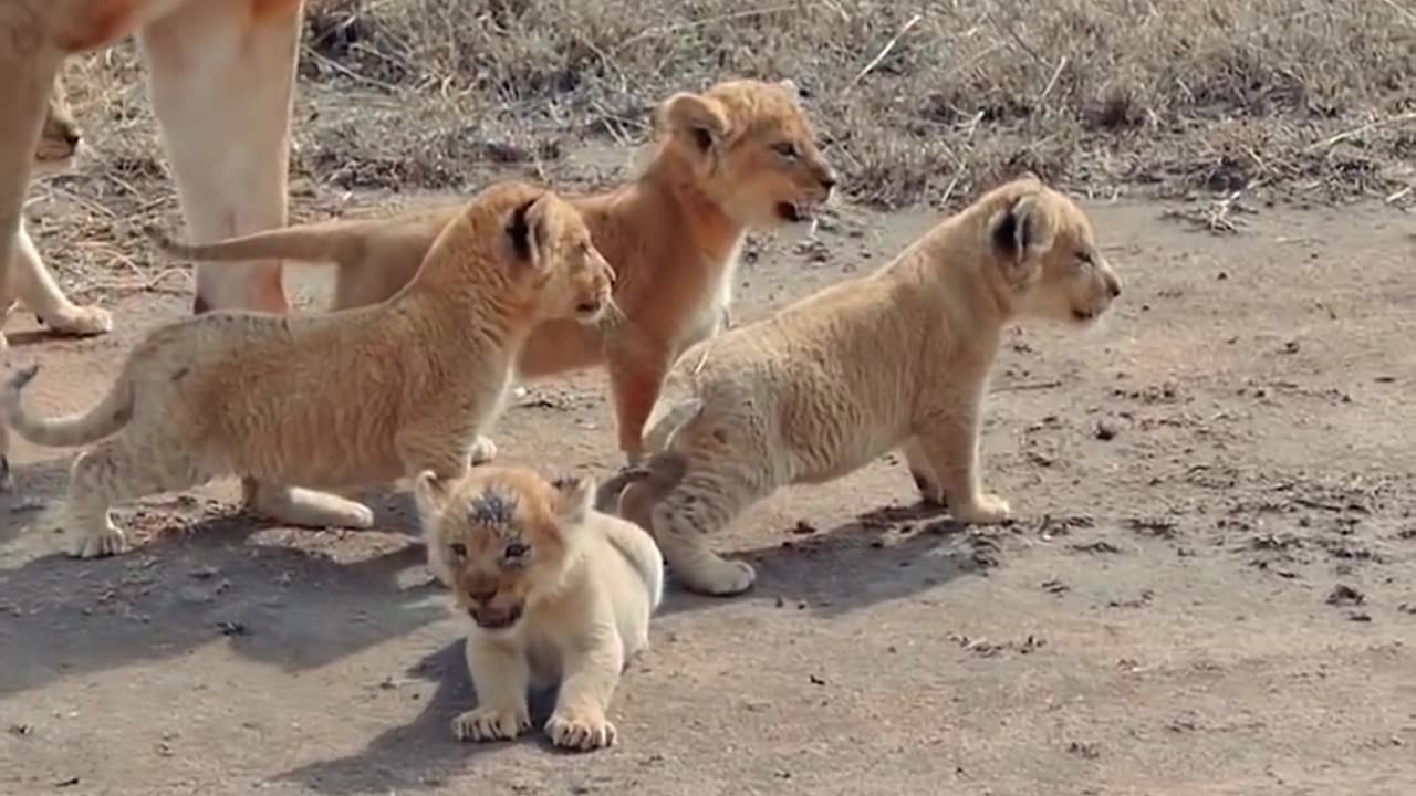 Cute baby lion