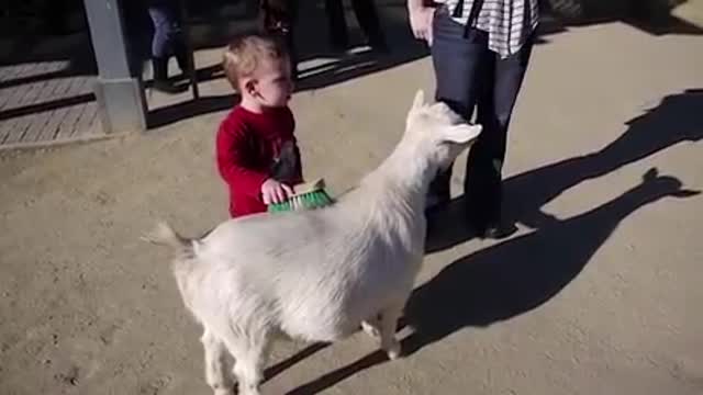 Goat Fart Scares kid