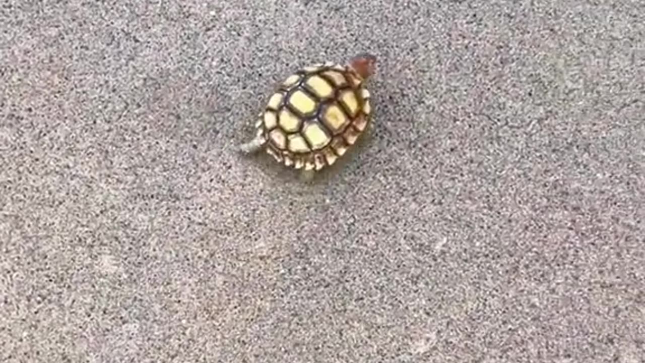 The girl saved a baby turtle stuck in a hole