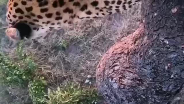 That's a lot of ease for a tree