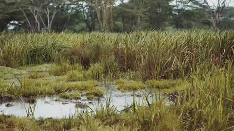 Relax On A Kenyan Wildlife Safari | Chill, Sleep, Mindfulness | BBC Earth