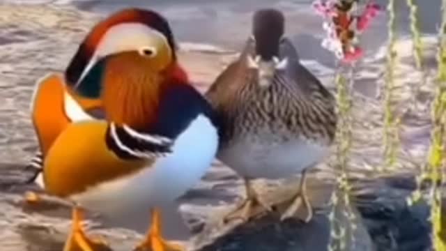 See the beauty of mandarin ducks