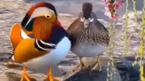 See the beauty of mandarin ducks