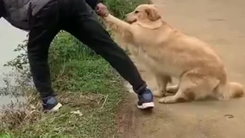 Dog helping man