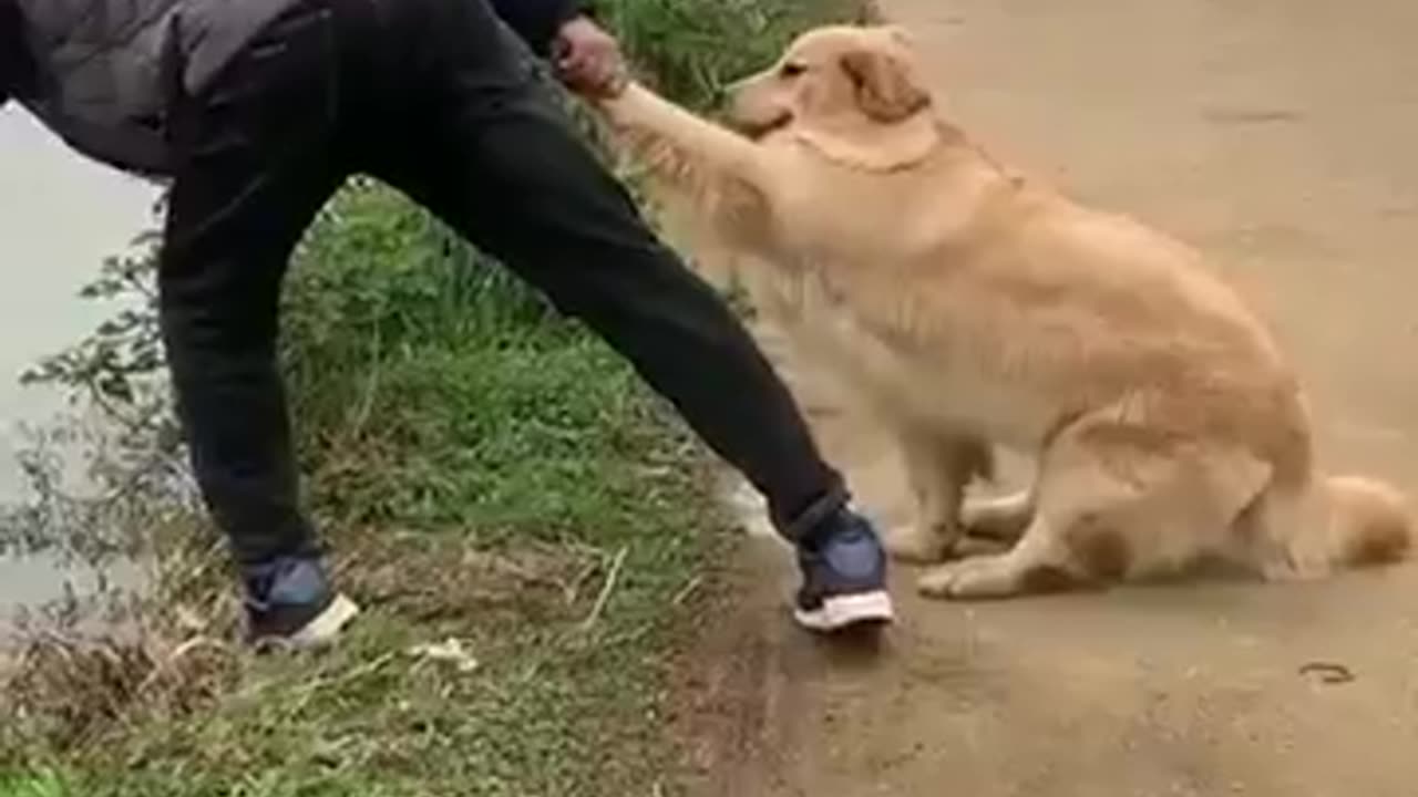 Dog helping man