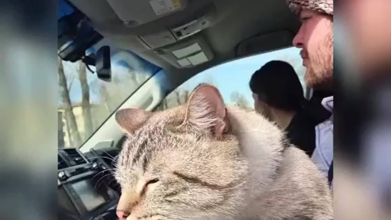 The Traveling Cat