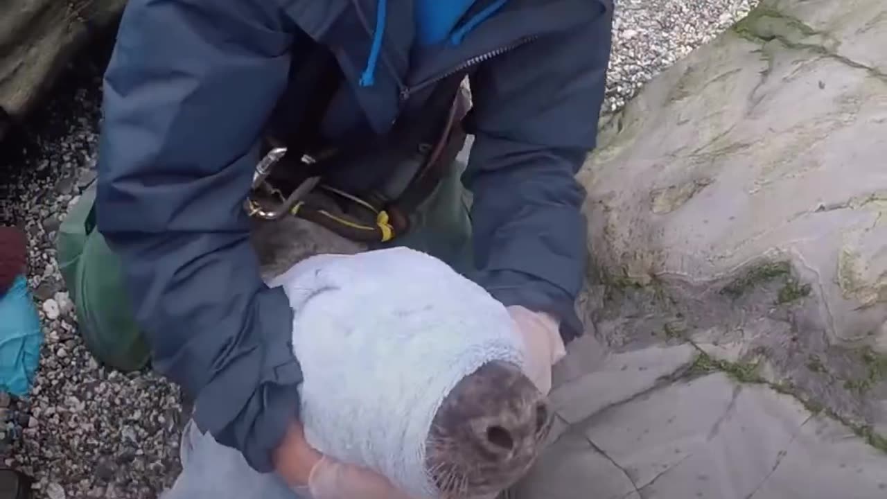 Baby Seal Trapped In Net Saved By The Sweetest Rescuers | The Dodo