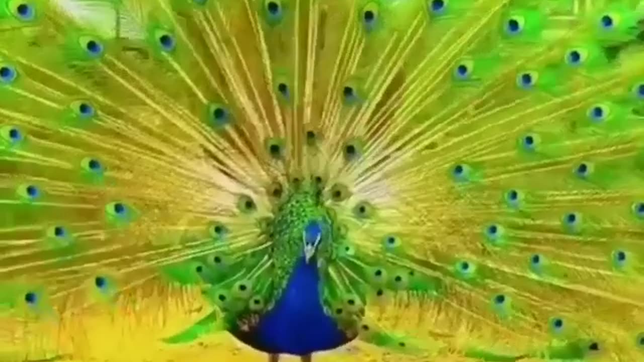 Beautiful peacock dancing