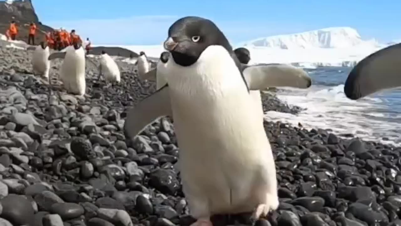 Penguin On The Island Of South Georgia