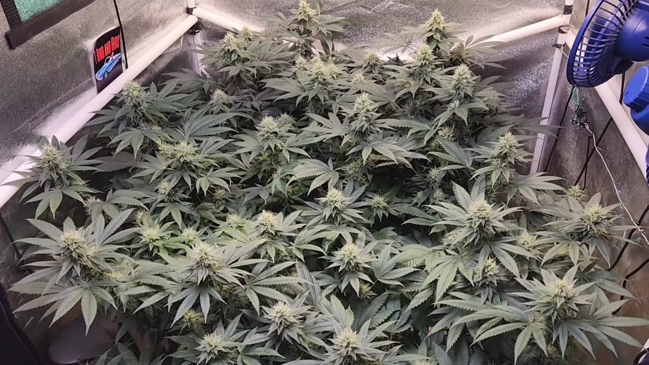 Beginning week 6 of flower in the 3x3 grow tent. Sponsored by Nukeheads