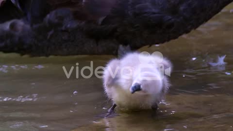 Very cute baby birds