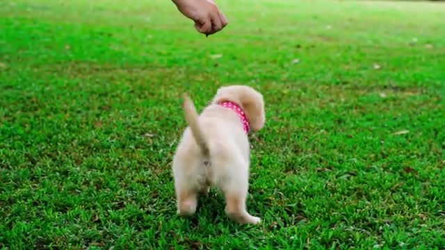 Cutes and funny dog training