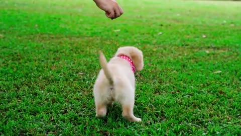 Cutes and funny dog training