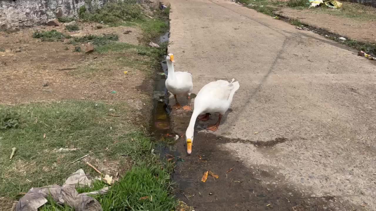 Duck 🦆 funny video 😅 animals video