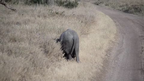 Baby elephant throwing a tantrum
