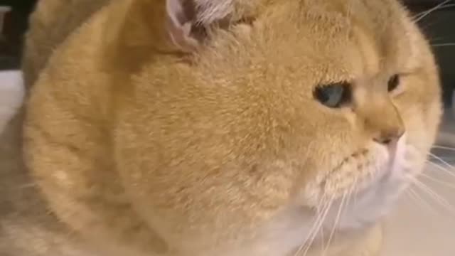 "Look at me," said the kitten. "I hate you."
