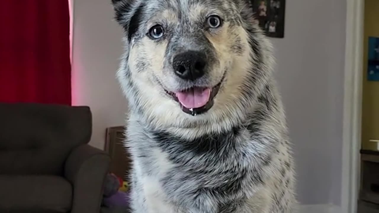 Man Shares Blueberry Muffins With Dog