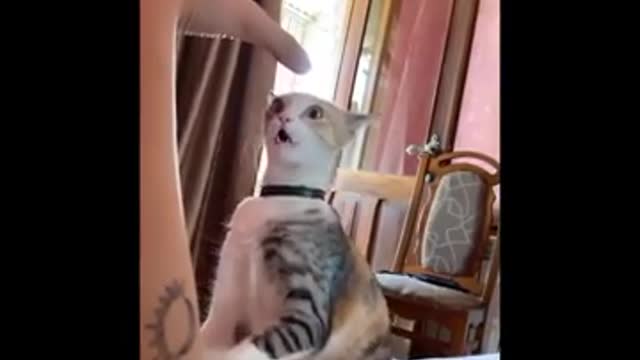 Animals videos funny 🤣🤣