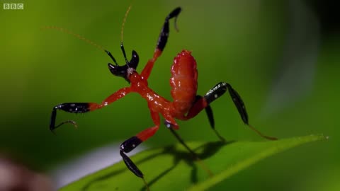 Kung Fu Mantis Vs Jumping Spider