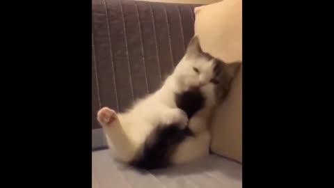 So Funny Animals
