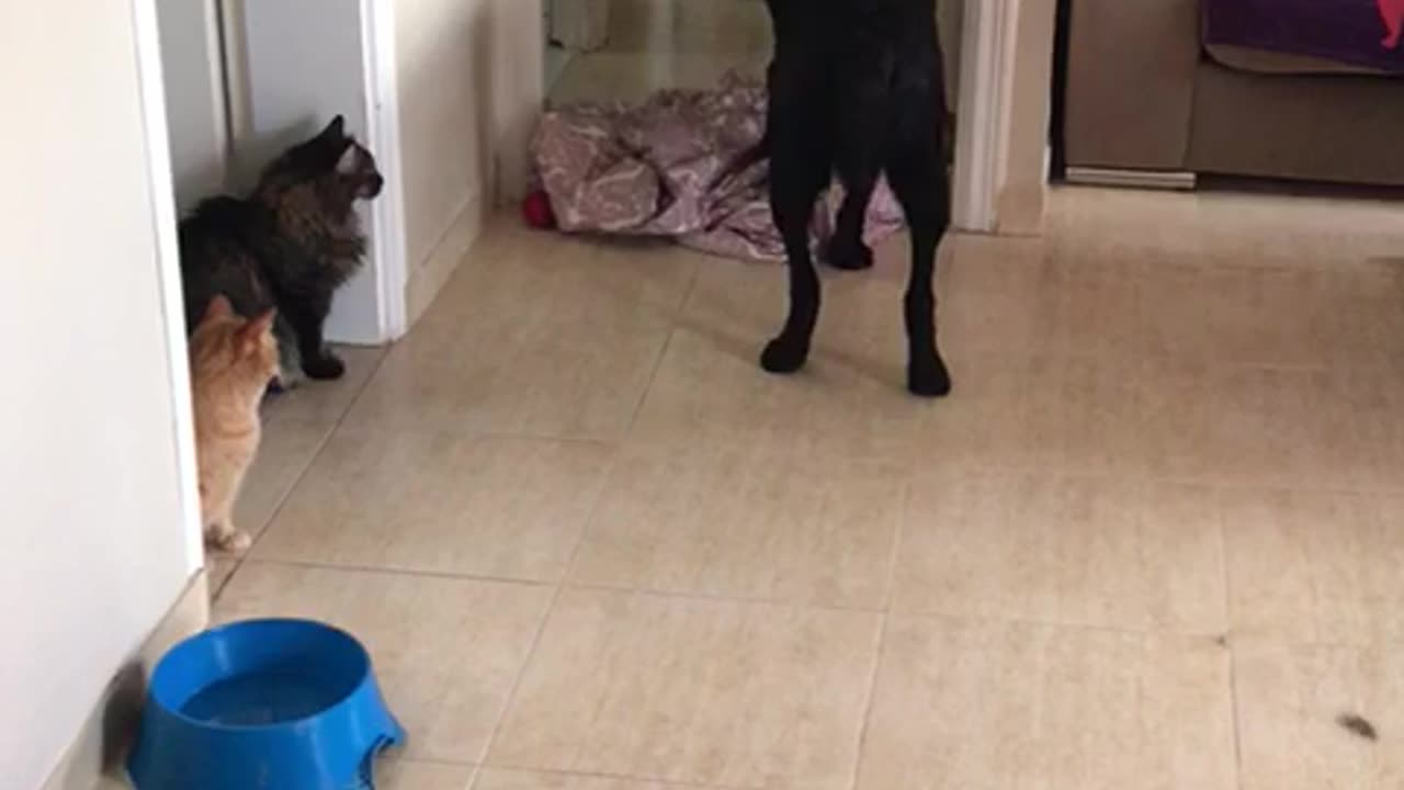 the dog did not understand where the mistress had gone