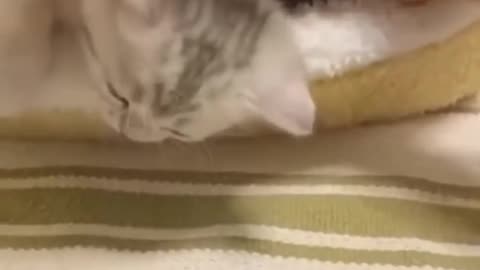 Cat/funny/happy/video/enjoy/animal funny