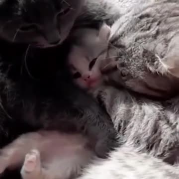 Funny and Cute Cat's Life 😻#cats #funnycats #animals #shorts