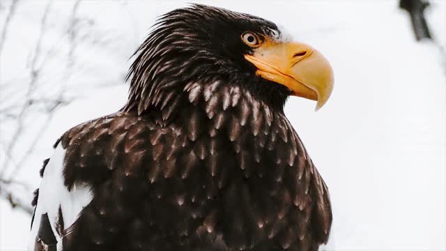 Top 10 Biggest and Largest eagles of the World