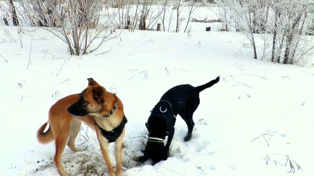 Dogs Digging.