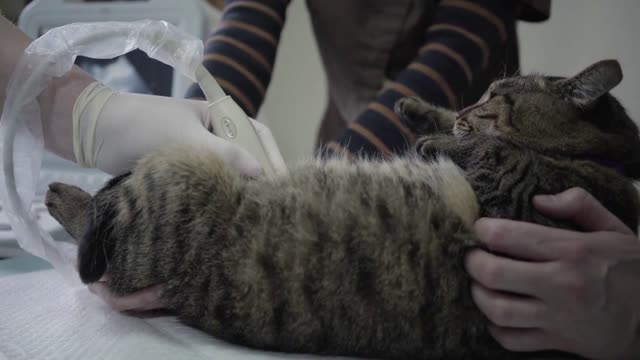 Tiger striped cat in veterinary clinic, people hold a pet and veterinarian