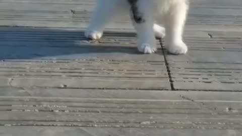 Cat Eats raw chicken