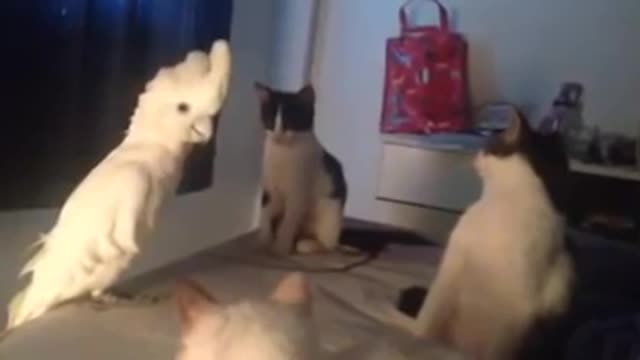 Parrot talking to kittens🐦🐦🐦😹😹😹